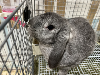 夏風邪🐇飼い