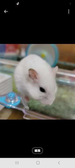 ヨッシー